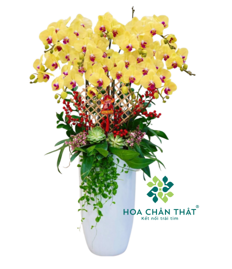 Chậu Lan Hồ Điệp 10 Cành – Vàng May Mắn Trang Trí Tết