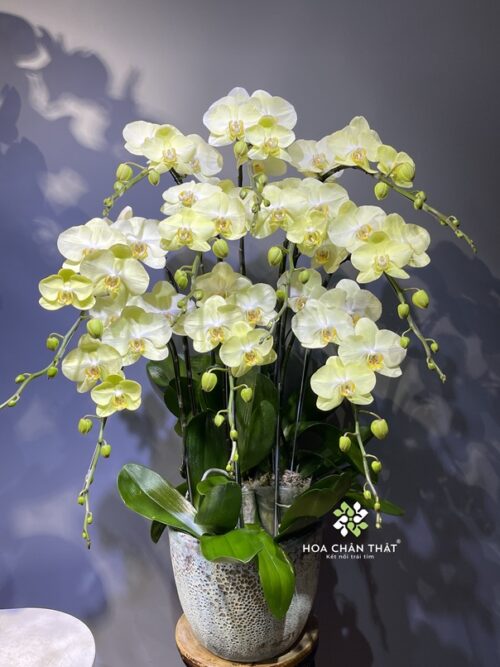 Chậu Lan Hồ Điệp 10 Cành – Xanh Táo Tươi Mát