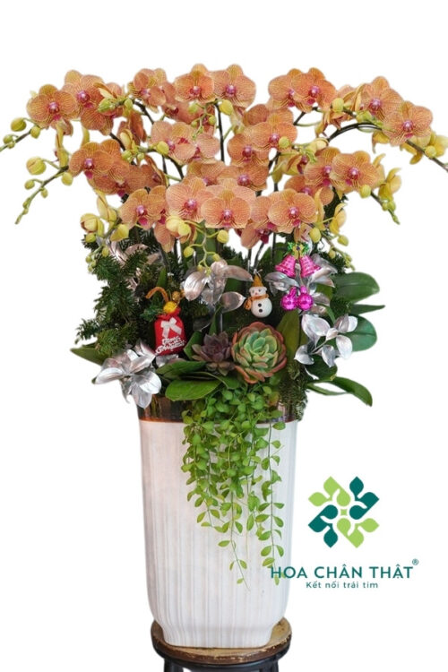 Chậu Lan Hồ Điệp 12 Cành Cam – Sắc Xuân Rạng Ngời