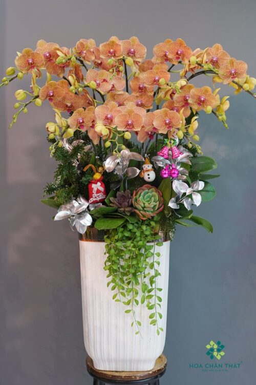 Chậu Lan Hồ Điệp 12 Cành Cam – Sắc Xuân Rạng Ngời
