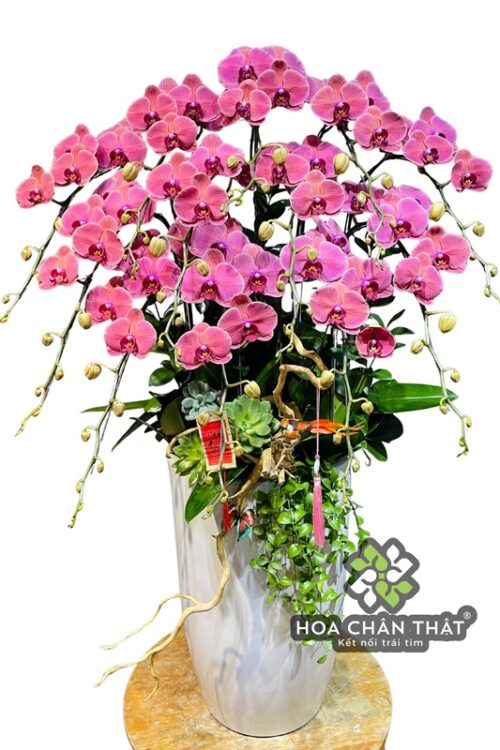 Chậu Lan Hồ Điệp 12 Cành – Đỏ Dâu Phú Quý Tiểu Cảnh Chậu Cao