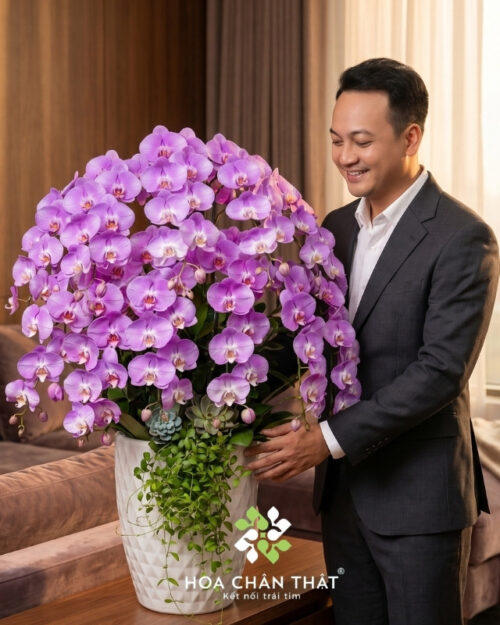 Chậu Lan Hồ Điệp 12 Cành – Màu Hồng Ngọt Dịu Quyến Rũ