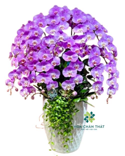Chậu Lan Hồ Điệp 12 Cành – Màu Hồng Ngọt Dịu Quyến Rũ