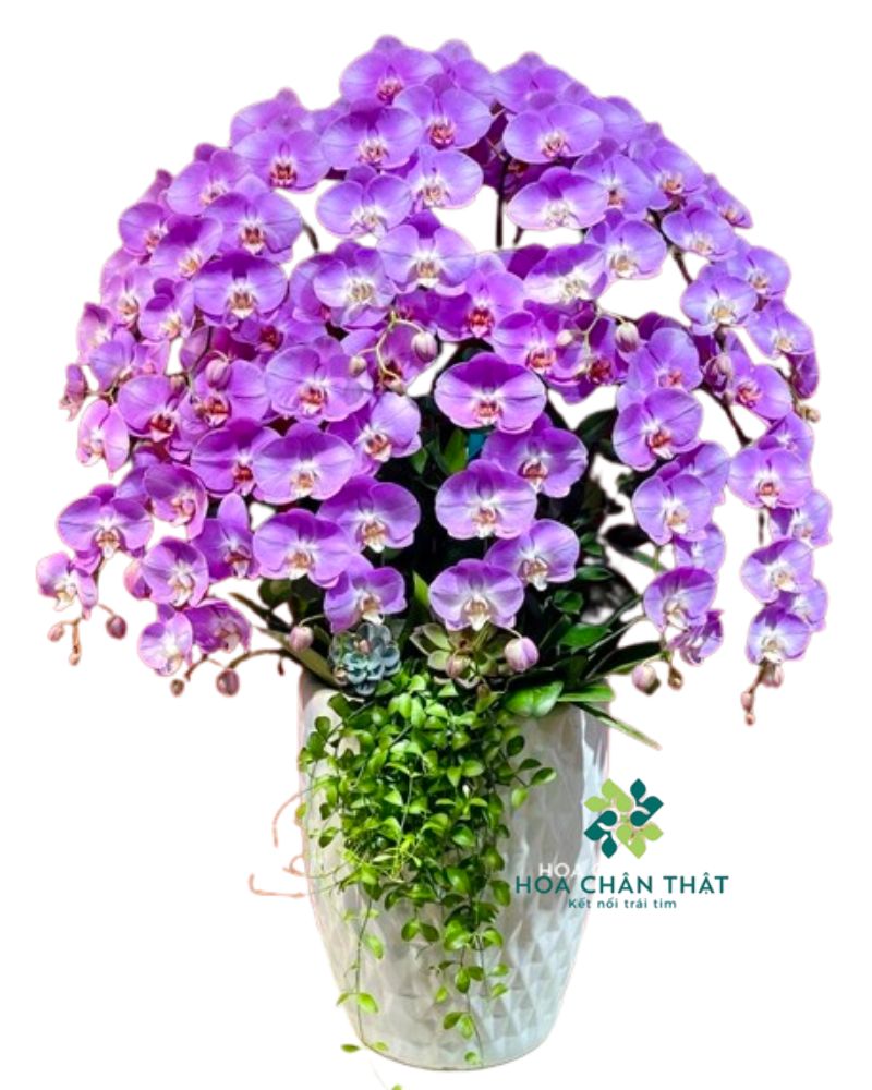 Chậu Lan Hồ Điệp 12 Cành – Màu Hồng Ngọt Dịu Quyến Rũ Chậu Lan Hồ Điệp 12 Cành – Màu Hồng Ngọt Dịu Quyến Rũ