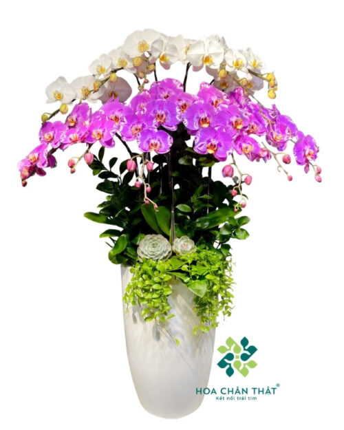 Chậu Lan Hồ Điệp 12 Cành – Màu Trắng Hồng Thanh Lịch