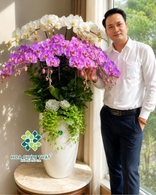 Chậu Lan Hồ Điệp 12 Cành – Màu Trắng Hồng Thanh Lịch