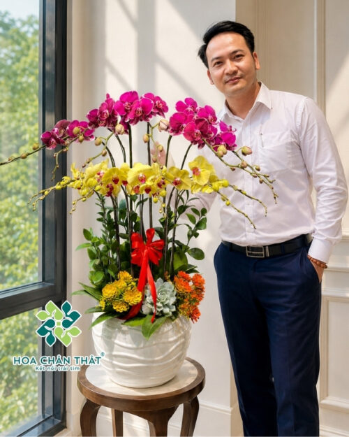 Chậu Lan Hồ Điệp 12 Cành – Màu Vàng & Tím Đột Biến