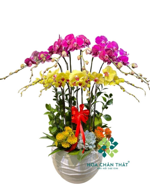 Chậu Lan Hồ Điệp 12 Cành – Màu Vàng & Tím Đột Biến