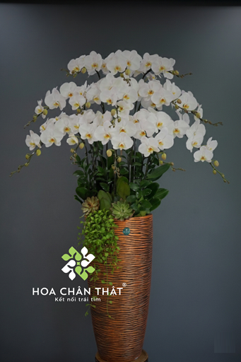 Chậu Lan Hồ Điệp 12 Cành Trắng Chậu Cao Vượng Khí Trang Trí