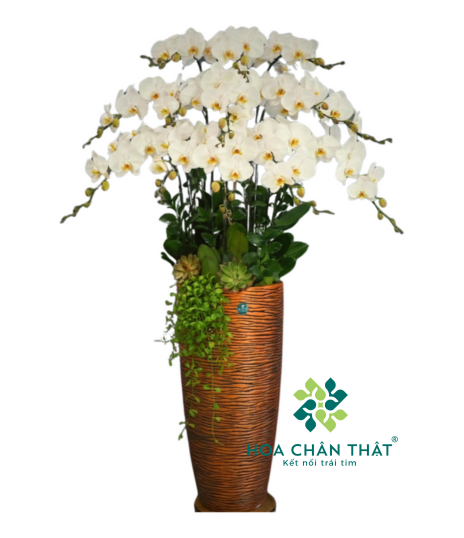 Chậu Lan Hồ Điệp 12 Cành Trắng Chậu Cao – Vượng Khí Trang Trí