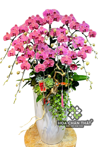 Chậu Lan Hồ Điệp 12 Cành – Đỏ Dâu Phú Quý Tiểu Cảnh Chậu Cao