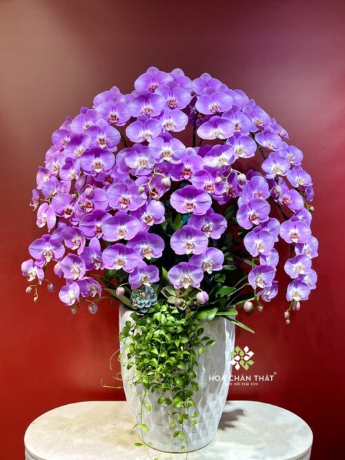 Chậu Lan Hồ Điệp 12 Cành – Hồng Ngọt Dịu Quyến Rũ