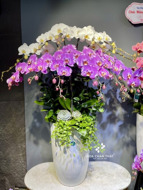 Chậu Lan Hồ Điệp 12 Cành – Trắng Hồng Thanh Lịch