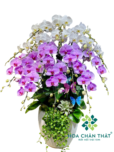 Chậu Lan Hồ Điệp 15 Cành Chậu Thấp – Trắng Tím Nhạt Thanh Nhã