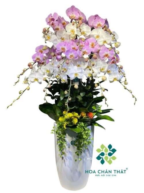 Chậu Lan Hồ Điệp 15 Cành – Trắng Hồng Môn Hài Hòa
