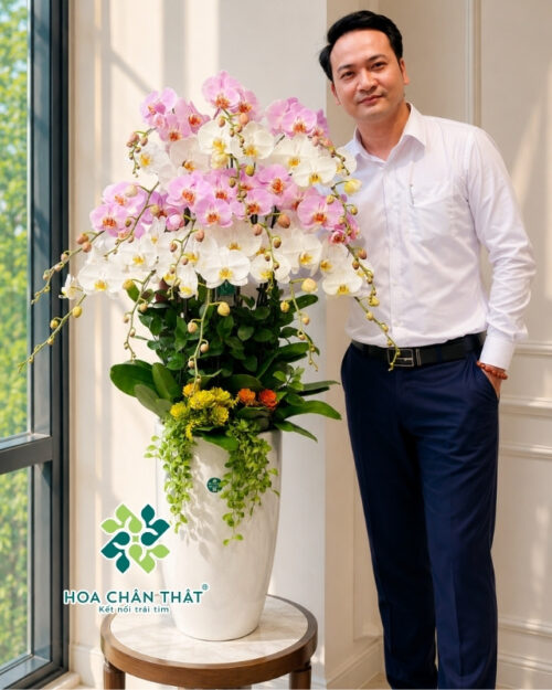 Chậu Lan Hồ Điệp 15 Cành – Trắng Hồng Môn Hài Hòa