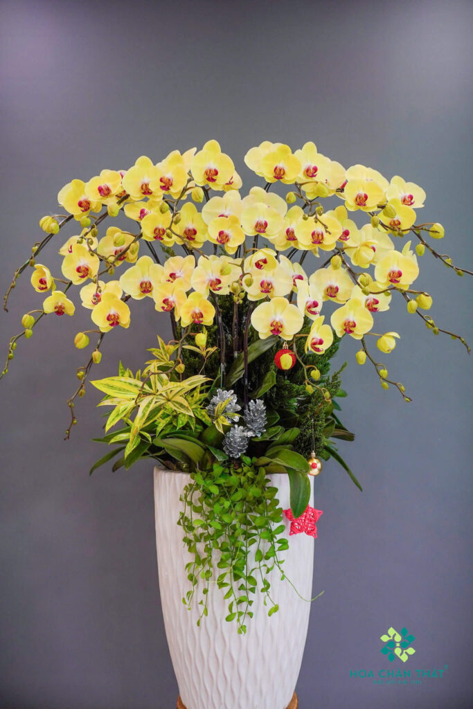 Vẻ Đẹp Lan Hồ Điệp Tháng 12 — Lựa Chọn Tinh Tế Cho Mùa Lễ Hội Tại Hoa Chân Thật Chau Lan Ho Diep 15 Canh Vang – Trang Tri Giang Sinh 1 1