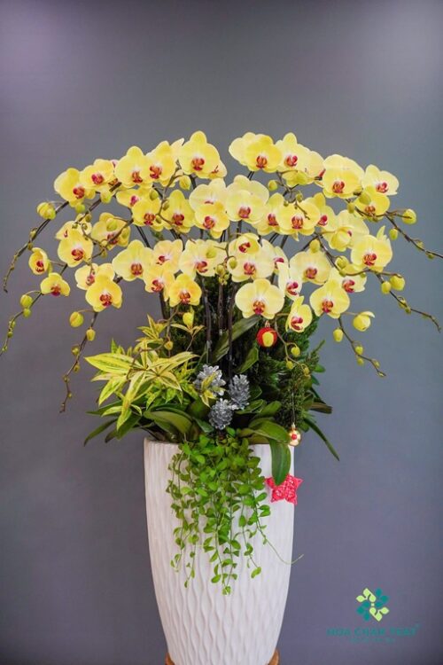 Chậu Lan Hồ Điệp 15 Cành Vàng – Trang Trí Giáng Sinh