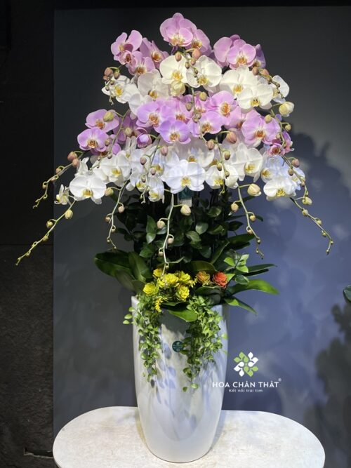 Chậu Lan Hồ Điệp 15 Cành –Trắng Hồng Môn Hài Hòa