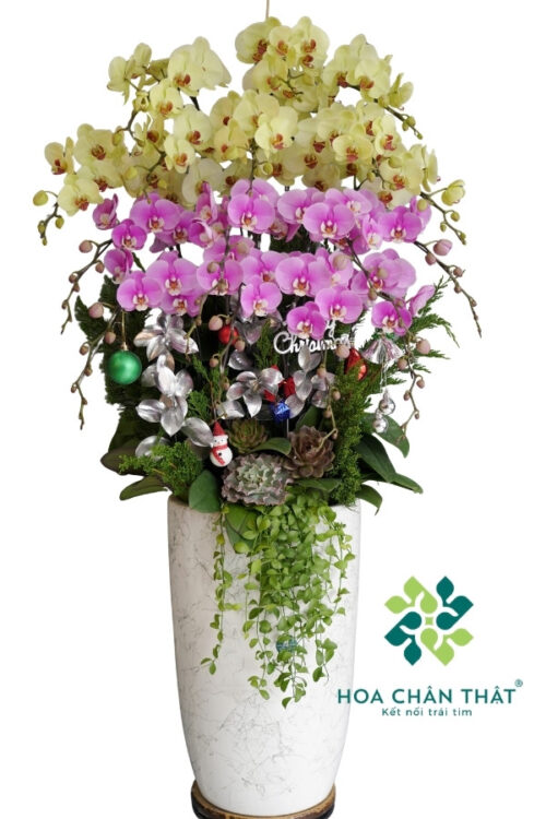 Chậu Lan Hồ Điệp 16 Cành Màu Xanh Bơ Mix Tím