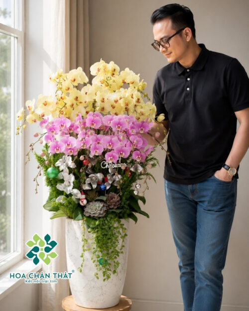 Chậu Lan Hồ Điệp 16 Cành Màu Xanh Bơ Mix Tím