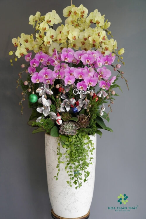 Chậu Lan Hồ Điệp 16 Cành Màu Xanh Bơ Mix Tím