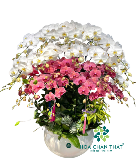 Chậu Lan Hồ Điệp 18 Cành – Mix Trắng Đỏ Dâu Phú Lộc