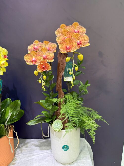 Chậu Lan Hồ Điệp 2 Cành Cam – Sắc Xuân Nhẹ Nhàng