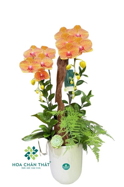 Chậu Lan Hồ Điệp 2 Cành Cam – Sắc Xuân Nhẹ Nhàng
