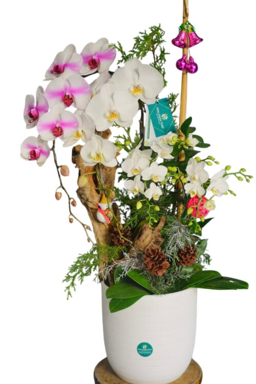 Chậu Lan Hồ Điệp 2 Cành Lớn 3 Cành Mini Trắng