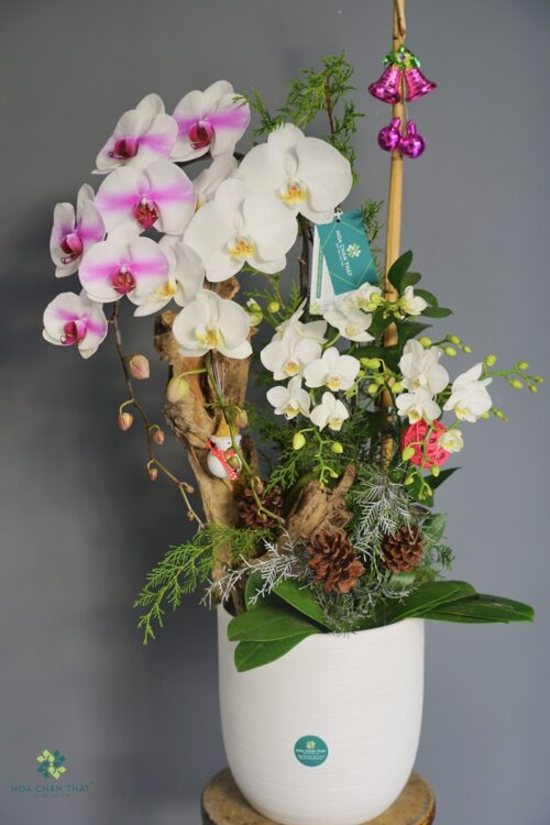 Chậu Lan Hồ Điệp 2 Cành Lớn + 3 Cành Mini Trắng