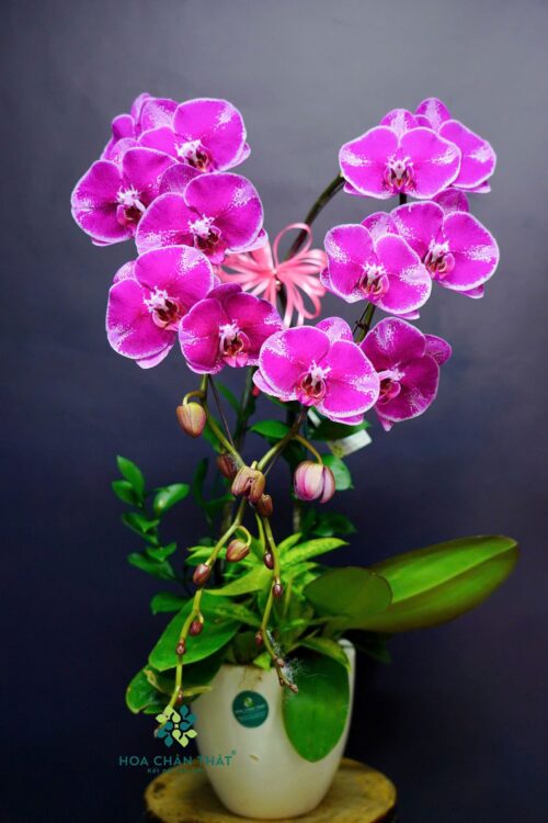 Chậu Lan Hồ Điệp 2 Cành Tím Sọc – Thanh Lịch & Sang Trọng