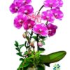 Chậu Lan Hồ Điệp 2 Cành Tím Sọc – Thanh Lịch & Sang Trọng