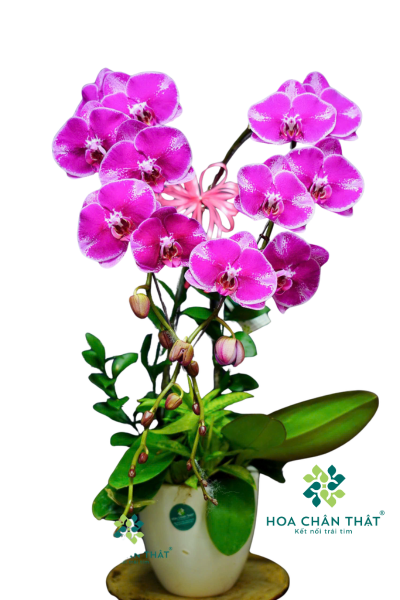 Chậu Lan Hồ Điệp 2 Cành Tím Sọc – Thanh Lịch & Sang Trọng