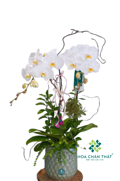 Chậu Lan Hồ Điệp 2 Cành Trắng – Thuần Khiết & Trang Nhã