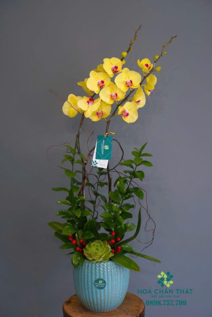 Chậu Lan Hồ Điệp 2 Cành Vàng – Chậu Xanh Ngọc Cao Cấp _