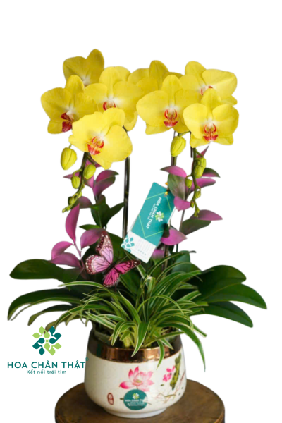Chậu Lan Hồ Điệp 2 Cành Vàng – Tài Lộc Chậu Trắng