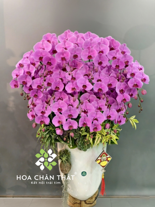Chậu Lan Hồ Điệp 20 Cành – Màu Hồng Tím Phú Quý Sum Vầy