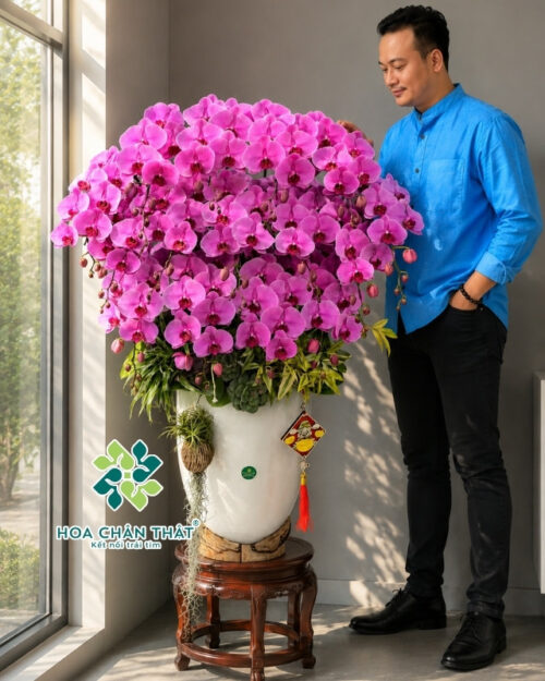 Chậu Lan Hồ Điệp 20 Cành – Màu Hồng Tím Phú Quý Sum Vầy Chậu Lan Hồ Điệp 20 Cành – Màu Hồng Tím Phú Quý Sum Vầy