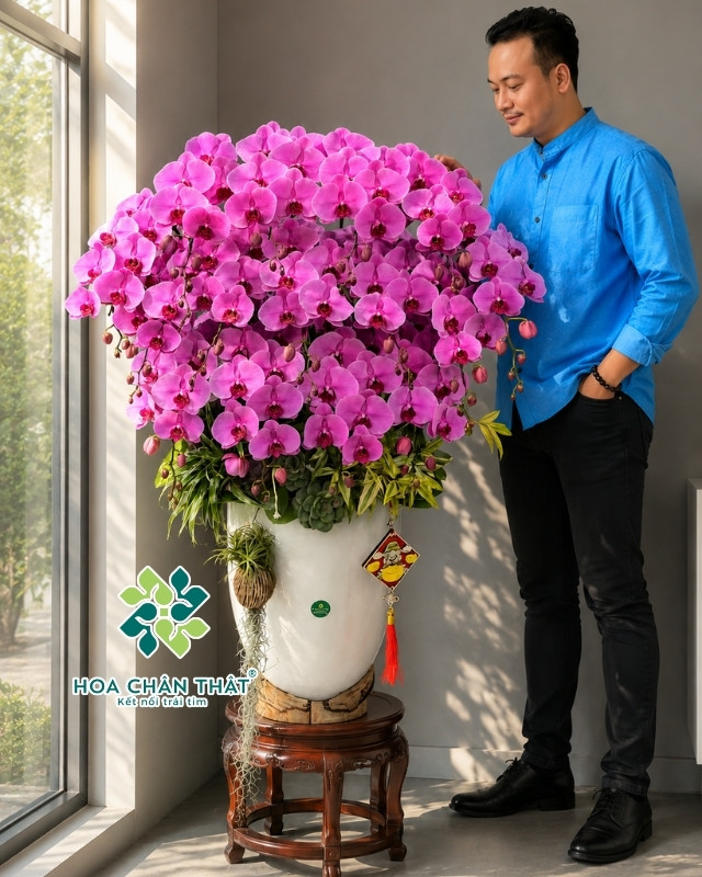 Chậu Lan Hồ Điệp 20 Cành – Màu Hồng Tím Phú Quý Sum Vầy Chậu Lan Hồ Điệp 20 Cành – Màu Hồng Tím Phú Quý Sum Vầy