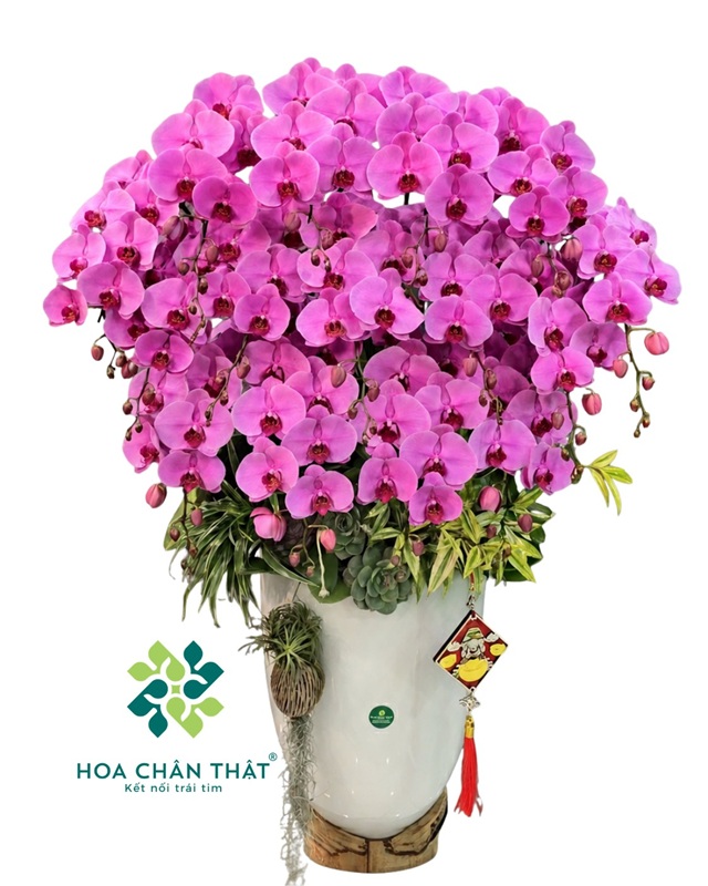 Chậu Lan Hồ Điệp 20 Cành – Màu Hồng Tím Phú Quý Sum Vầy Chau Lan Ho Diep 20 Canh Mau Hong Tim Phu Quy Sum Vay 4