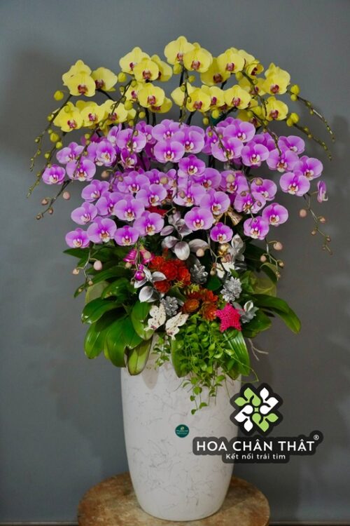 Chậu Lan Hồ Điệp 20 Cành – Màu Hồng Vàng Phúc Lộc Hòa Ca