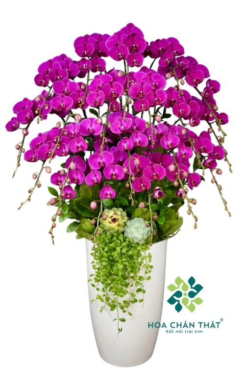 Chậu Lan Hồ Điệp 20 Cành – Màu Tím Địa Chủ Quyền Quý