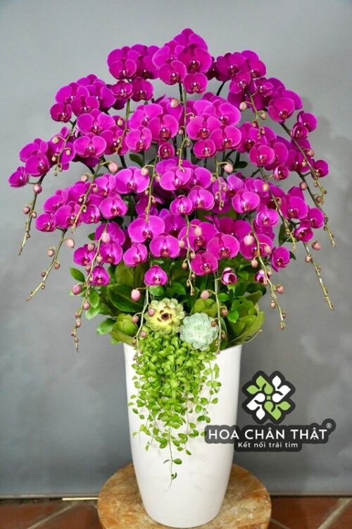 Chậu Lan Hồ Điệp 20 Cành – Màu Tím Địa Chủ Quyền Quý