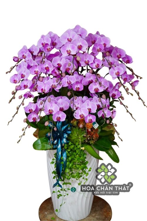 Chậu Lan Hồ Điệp 20 Cành – Màu Tím Thanh Lịch Chậu Trắng Xoắn