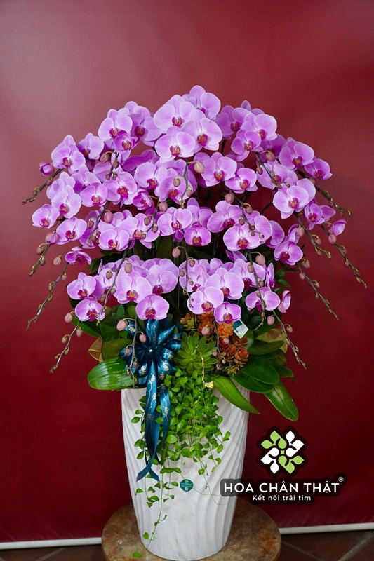 Chậu Lan Hồ Điệp 20 Cành – Màu Tím Thanh Lịch Chậu Trắng Xoắn Chậu Lan Hồ Điệp 20 Cành – Màu Tím Thanh Lịch Chậu Trắng Xoắn