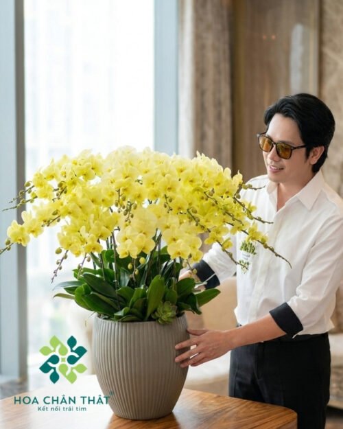 Chậu Lan Hồ Điệp 20 Cành – Màu Vàng Chanh Tươi Sáng Trang Trí Cao Cấp