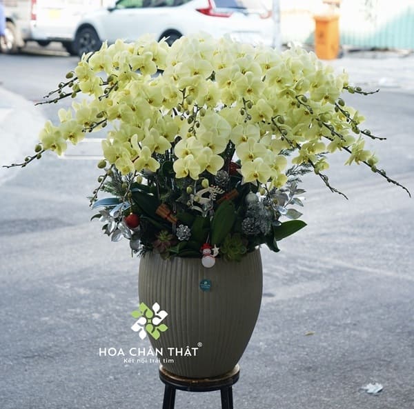 Chậu Lan Hồ Điệp 20 Cành Màu Vàng Chanh Tươi Sáng Trang Trí Cao Cấp