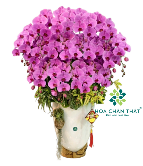 Chậu Lan Hồ Điệp 20 Cành – Hồng Tím Phú Quý Sum Vầy