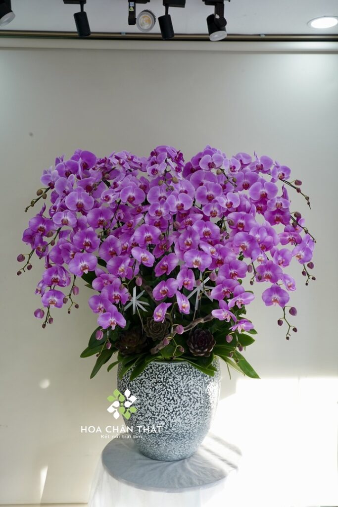 Chậu Lan Hồ Điệp 20 Cành – Hồng Tươi Thịnh Vượng